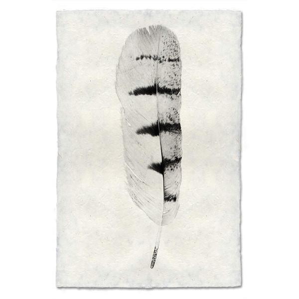 600x600 Hawk Feather Print - Hawk Feather Drawing