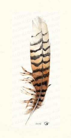 236x455 Best Feathers - Hawk Feather Drawing