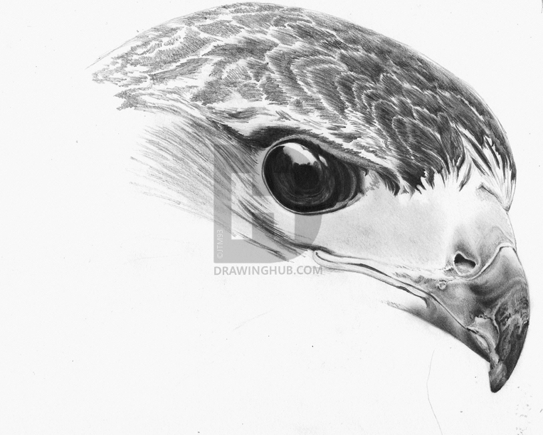 763x611 How To Draw A Realistic Hawk, Step - Hawk Feather Drawing