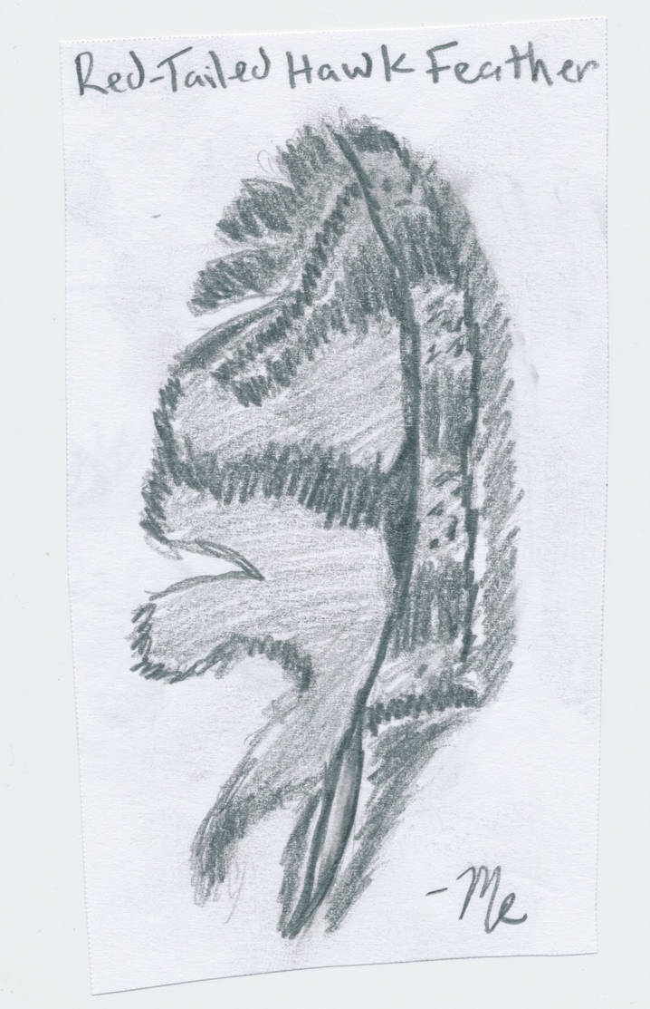 718x1113 Red Tailed Hawk Feather - Hawk Feather Drawing