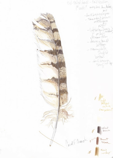 Hawk Feather Drawing at PaintingValley.com | Explore collection of Hawk ...