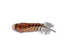 236x185 Best Hawk Feathers!!!!!! Images Birds Of Prey, Beautiful - Hawk Feather Drawing