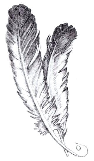 321x549 Feather Drawings Akshayreddy - Hawk Feather Drawing