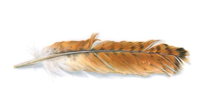 736x376 Red Tailed Hawk Feather Tattoos Hawks, Feathers - Hawk Feather Drawing