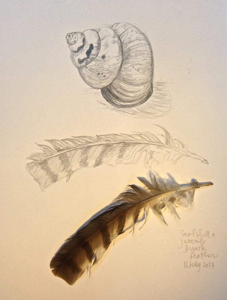 777x1024 Snail Shell Juvenile Hawk Feather - Hawk Feather Drawing