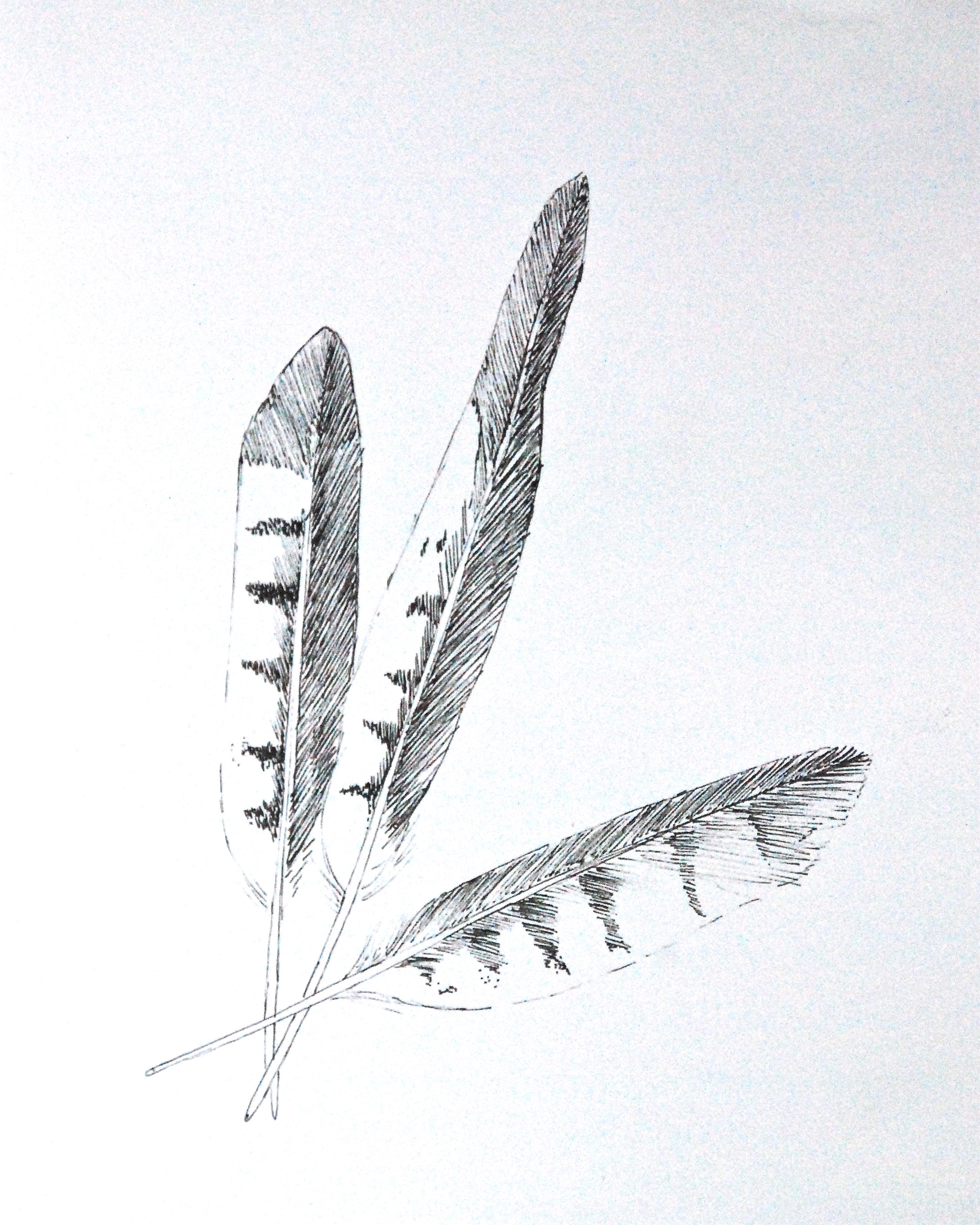 2549x3187 Feather Drawing Hawk For Free Download - Hawk Feather Drawing