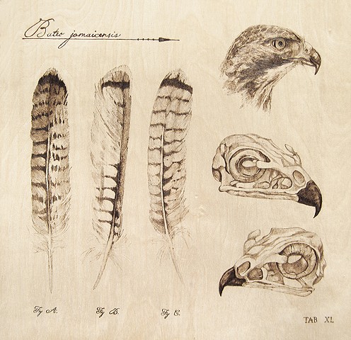 496x480 Alexandra Bowers - Hawk Feather Drawing