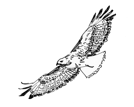 540x432 Hawk Flying Drawing - Hawk Flying Drawing