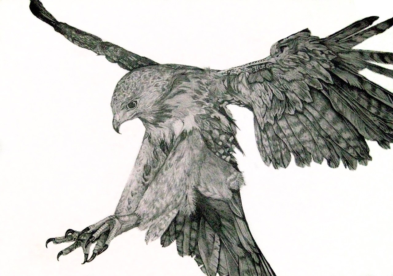 Hawk Flying Drawing at Explore collection of Hawk