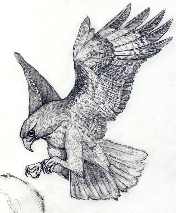 736x893 Hawk Tattoo Tattoos - Hawk Flying Drawing