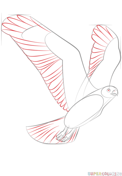 399x575 How To Draw A Hawk Flying Step - Hawk Flying Drawing