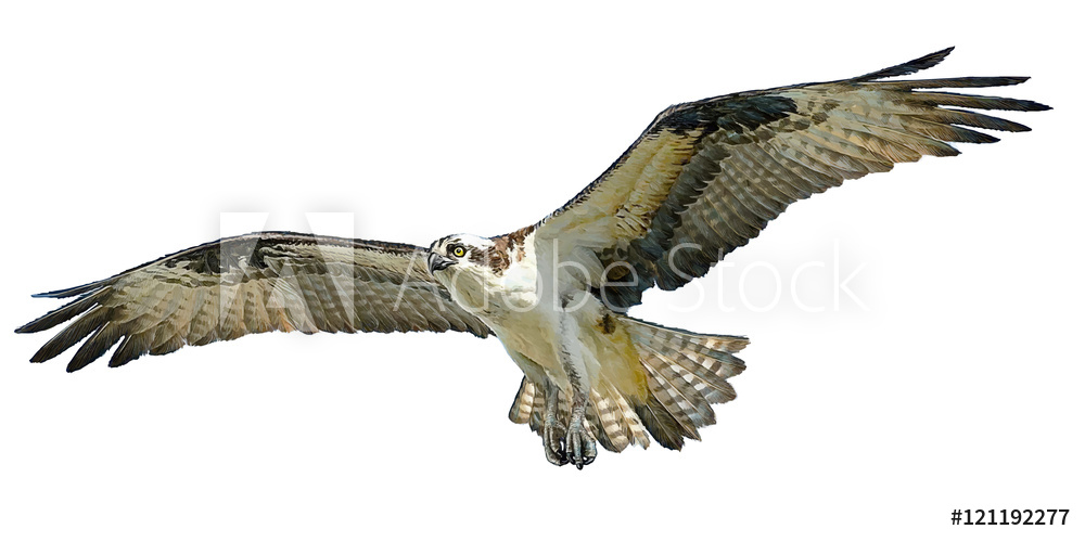 1000x500 Photo Art Print Osprey Hawk Winged Flying Hand Draw And Paint - Hawk Flying Drawing
