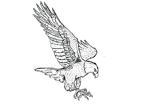 546x402 Realistic Falcon Bird Coloring Pages Printable Pdf Halloween Cat - Hawk Flying Drawing
