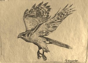 300x214 Redtail Hawk Drawing - Hawk Flying Drawing