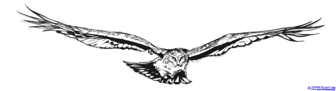 1178x322 Step How To Draw Flying Birds - Hawk Flying Drawing