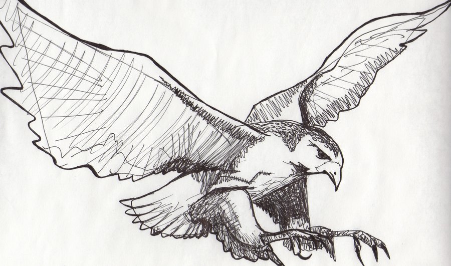 900x531 Wonderful Grey Flying Hawk Tattoo Design - Hawk Flying Drawing