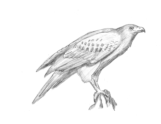 550x425 Hawk - Hawk Head Drawing