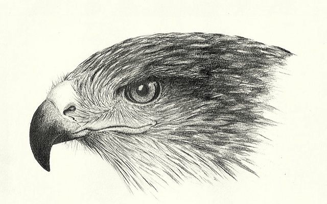640x400 Hawk Head Drawing - Hawk Head Drawing