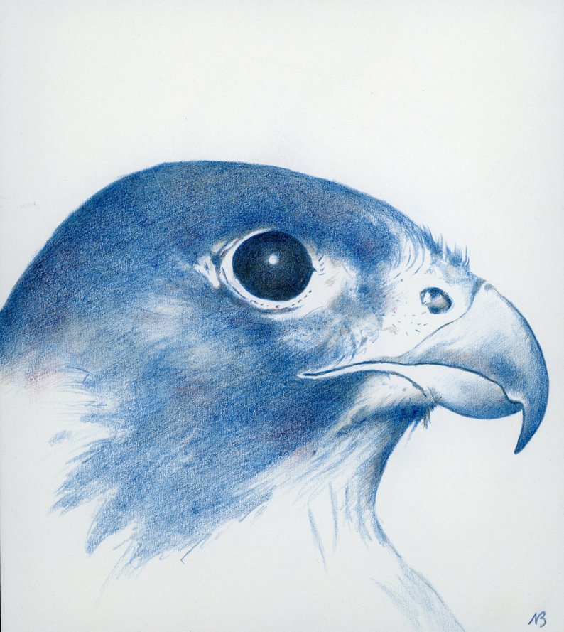 794x889 Hawk Head X Original Drawing From G S Etsy - Hawk Head Drawing