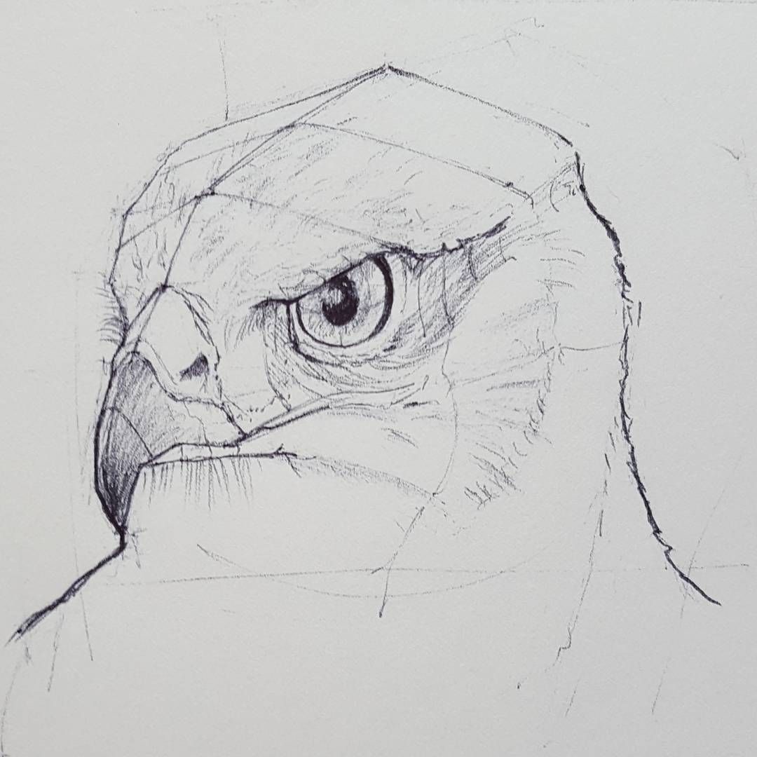 1080x1080 Hawk Head Sketch - Hawk Head Drawing