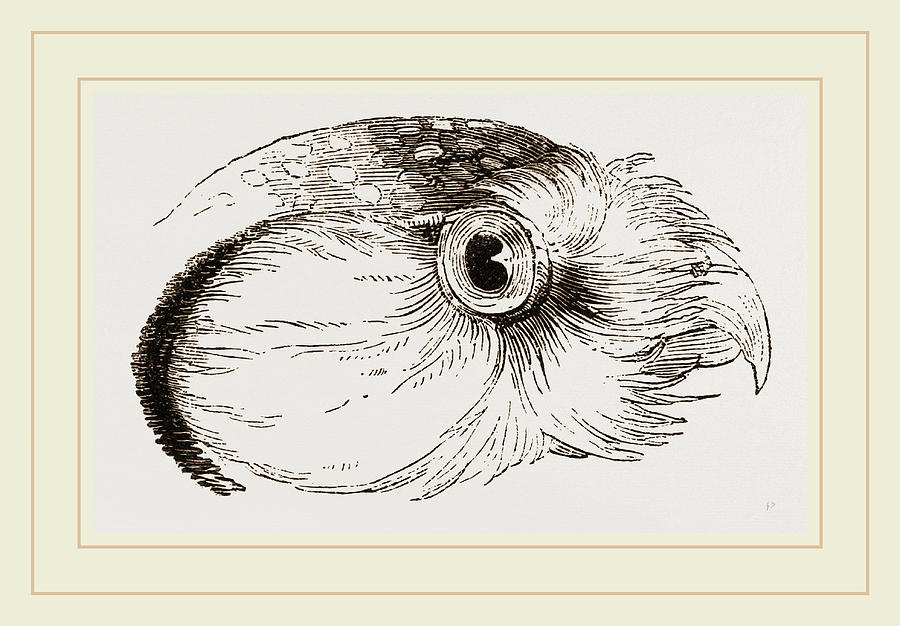 900x626 Head Of Hawk Owl Drawing - Hawk Head Drawing