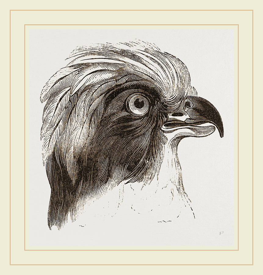 862x900 Head Of Laughing Hawk Drawing - Hawk Head Drawing