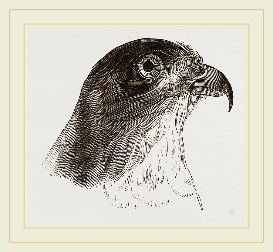 Hawk Head Drawing at Explore collection of Hawk