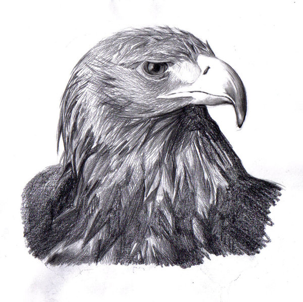 Hawk Head Drawing at Explore collection of Hawk