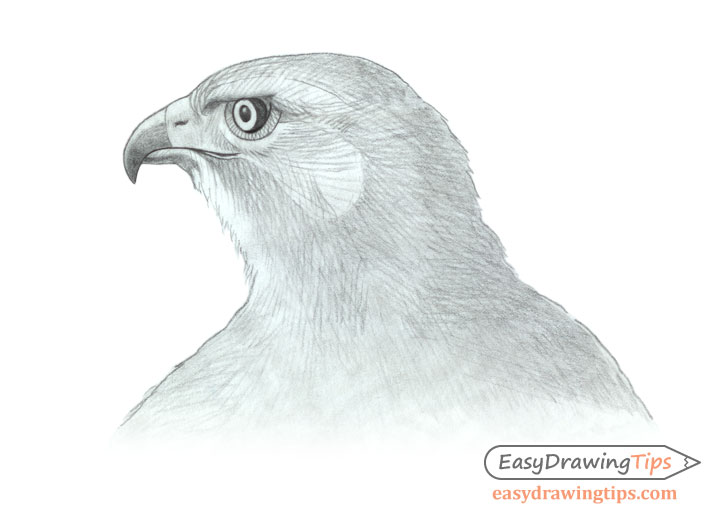 728x520 How To Draw A Realistic Hawk's Head Step - Hawk Head Drawing