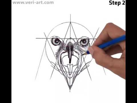 480x360 How To Draw Harris's Hawk Head, Front View - Hawk Head Drawing