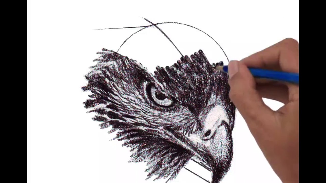 1280x720 How To Draw Harris's Hawk Head, Perspective View - Hawk Head Drawing
