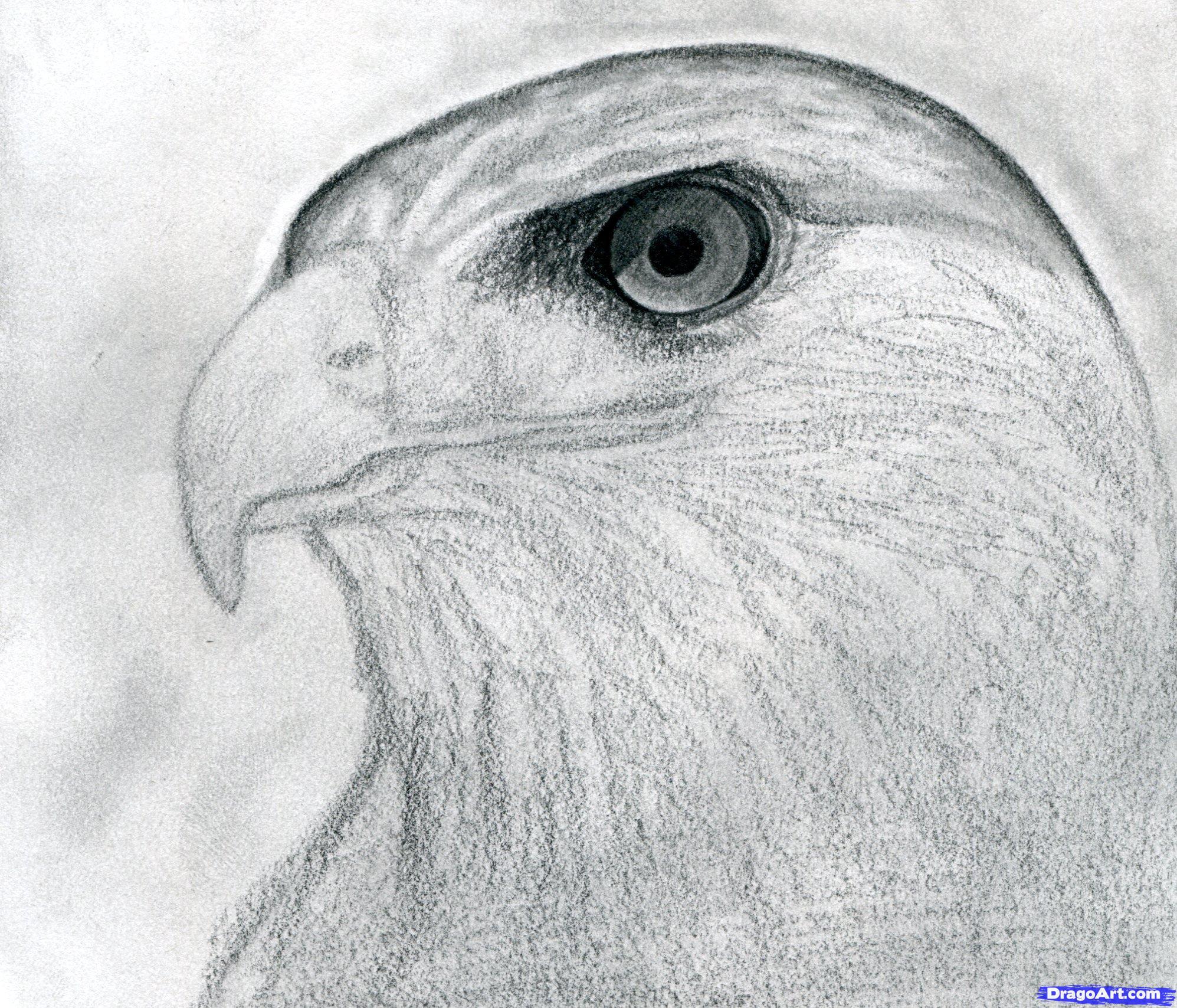 Hawk Head Drawing at Explore collection of Hawk