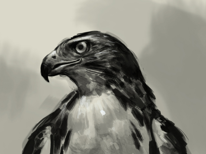 700x524 How To Draw Hawk - Hawk Head Drawing