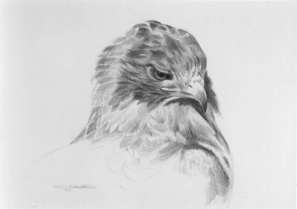 Hawk Head Drawing at Explore collection of Hawk