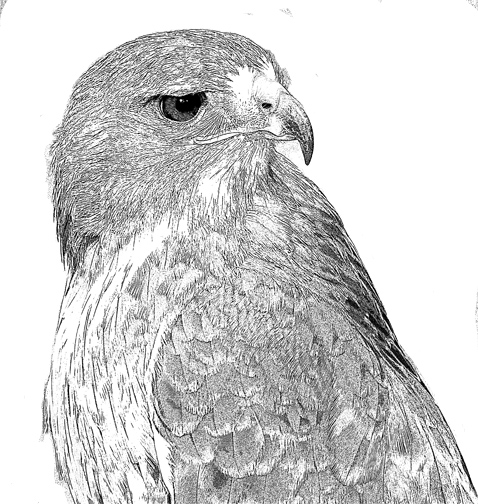478x504 Red Tailed Hawk Drawing Journal Of Seeing - Hawk Head Drawing