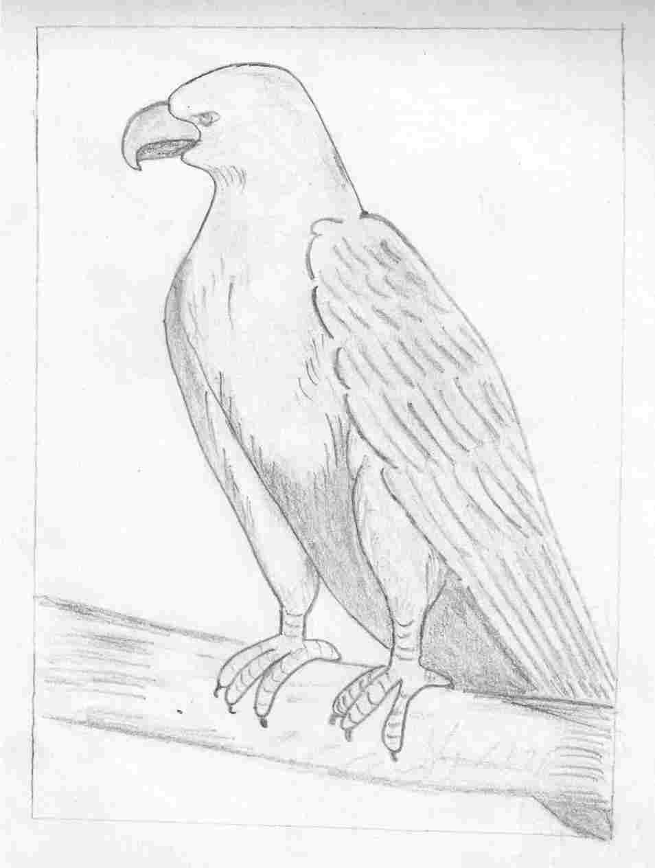954x1264 Simple Hawk Drawing - Hawk Head Drawing