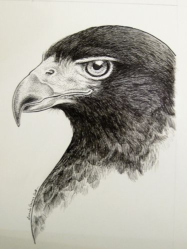 375x500 Drawing - Hawk Head Drawing