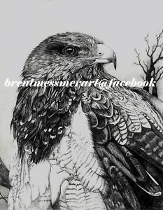 233x300 Hawk, Pencil Drawing, Black White Print X Ebay - Hawk Pencil Drawing