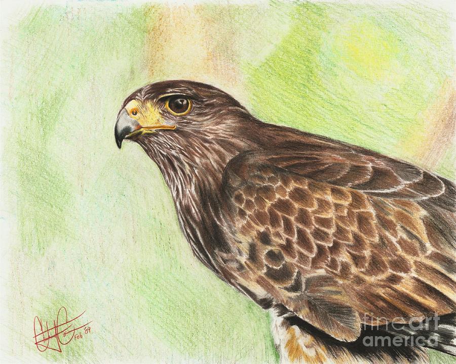900x720 Hawk Drawing - Hawk Pencil Drawing