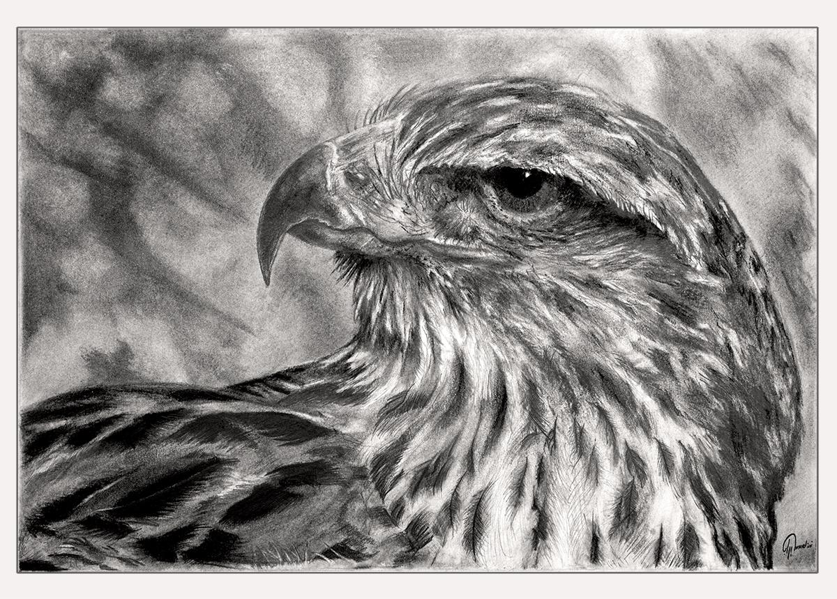 1200x859 Hawk Gaze - Hawk Pencil Drawing
