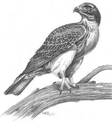 365x400 hawk on alert pencil sketch - Hawk Pencil Drawing