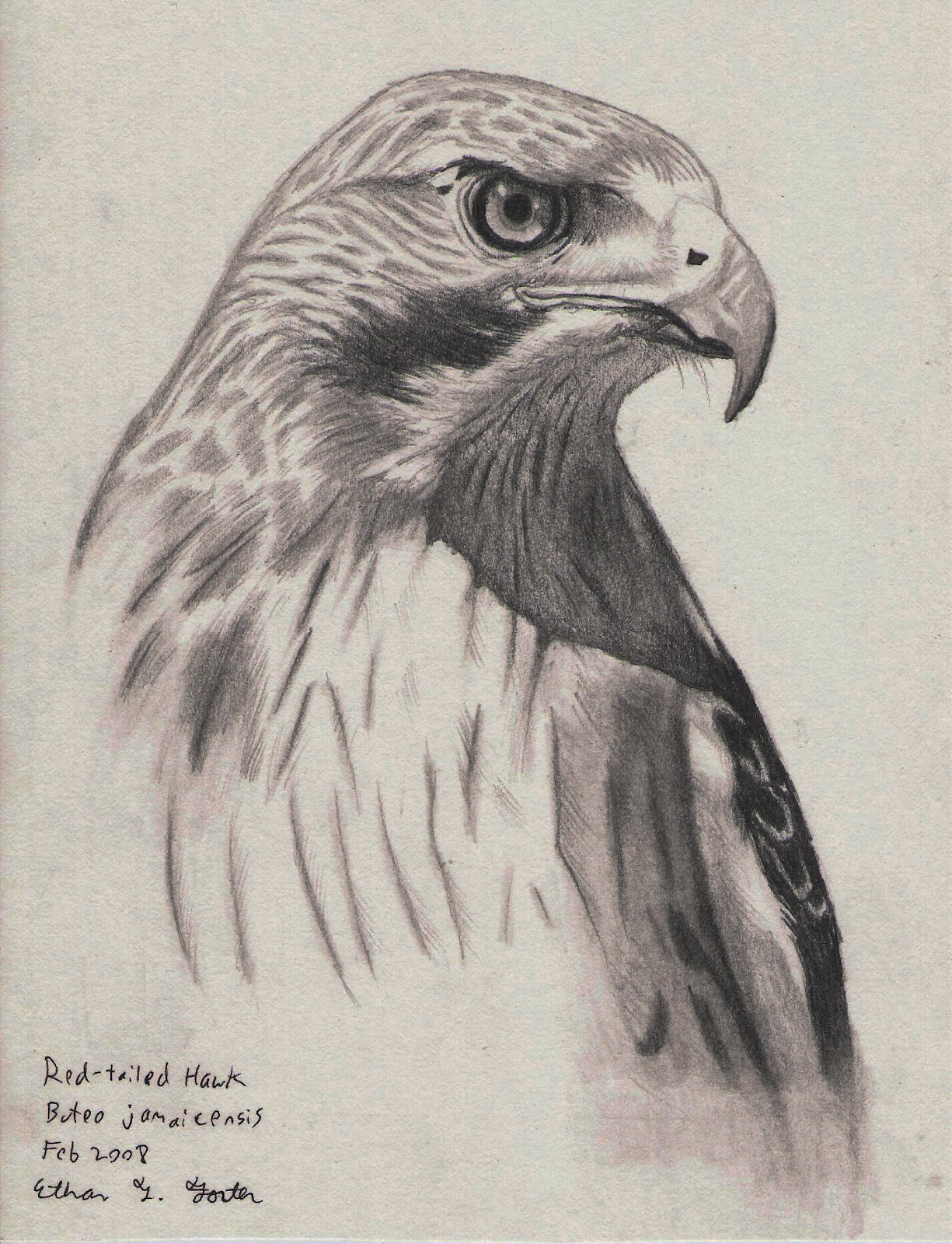 Hawk Pencil Drawing at Explore collection of Hawk
