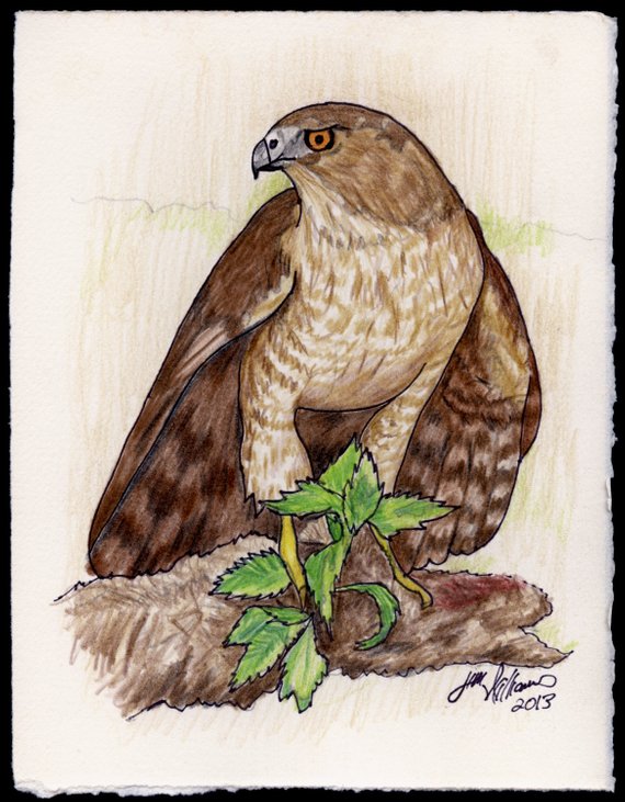 Hawk Pencil Drawing at Explore collection of Hawk