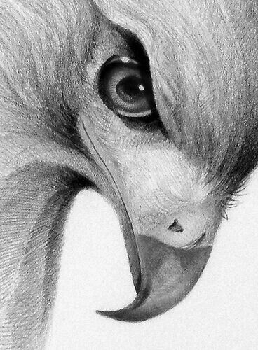 368x500 Hawk Drawing So Going To Draw That ! Things To Make - Hawk Pencil Drawing