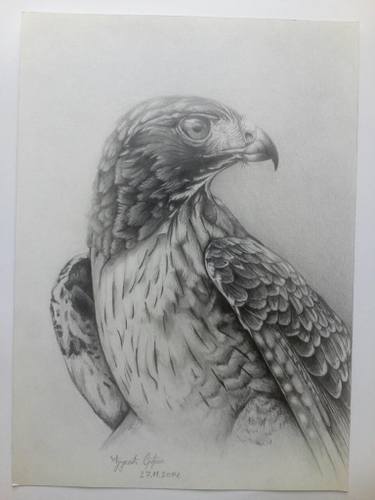375x500 Hawk Pencil Drawing On Paper Drawing - Hawk Pencil Drawing