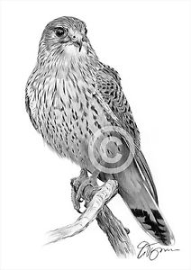 212x300 Kestrel Pencil Drawing Art Print Signed Artwork Bird - Hawk Pencil Drawing