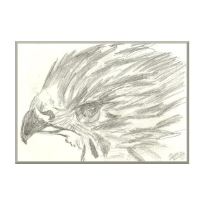 300x300 Pencil Drawing Of Hawk Eye Drawing - Hawk Pencil Drawing