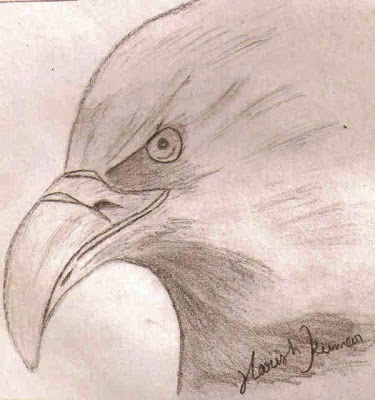 375x400 Pencil Drawing Of Birds Hawk My Pencil Drawing Art - Hawk Pencil Drawing