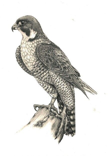 431x618 peregrine pencil drawing - Hawk Pencil Drawing