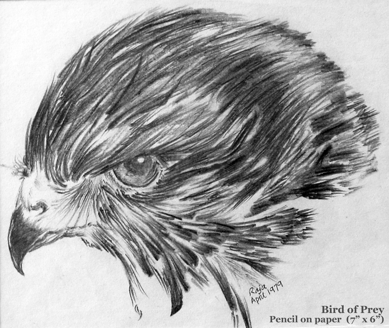1297x1092 Raja Guha Thakurta's Art - Hawk Pencil Drawing
